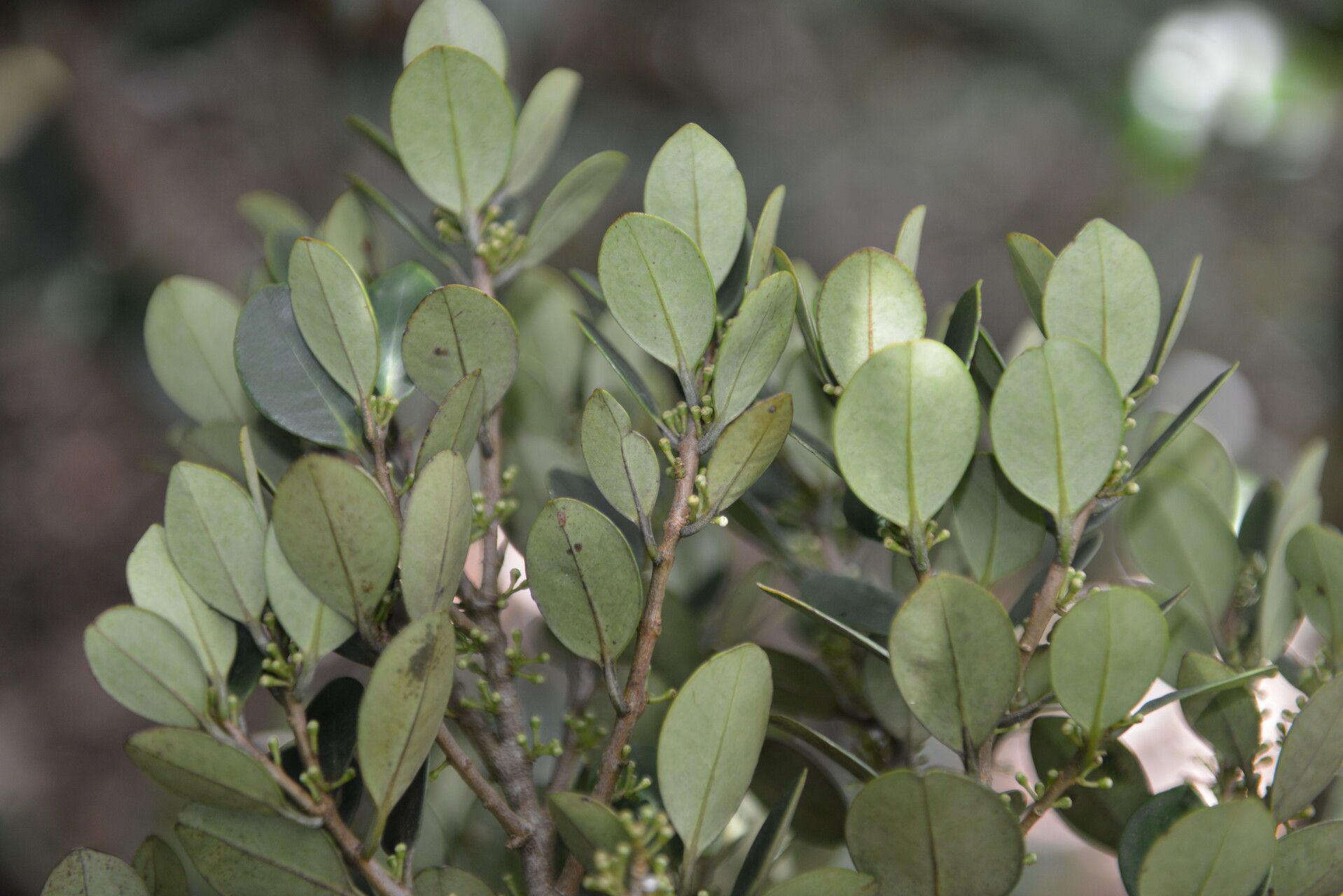 Eugenia cerrocacaoensis habit