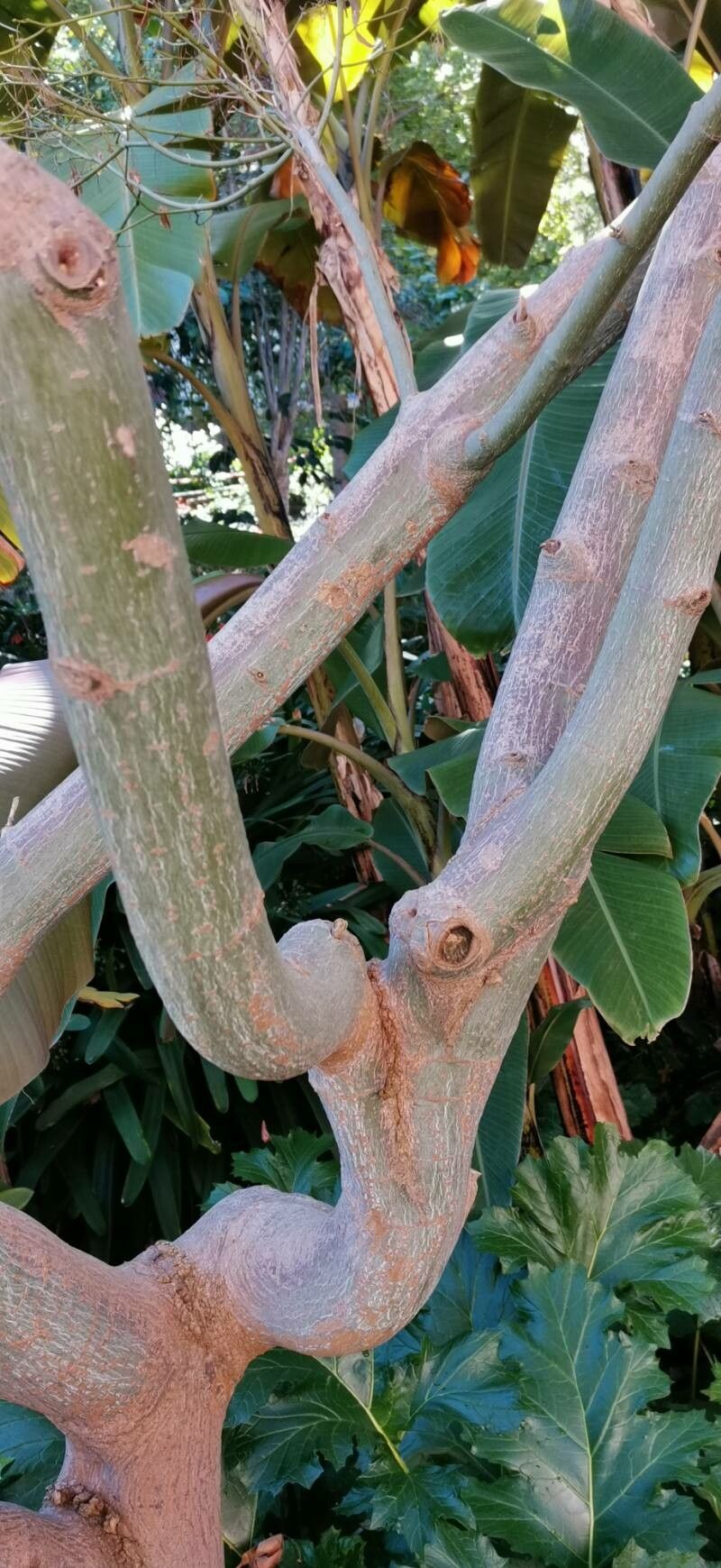 Acer serrulatum habit