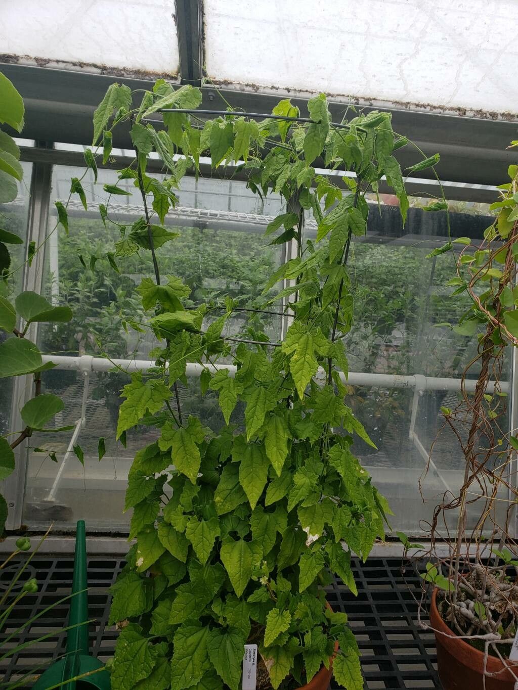 Xerosicyos pubescens habit