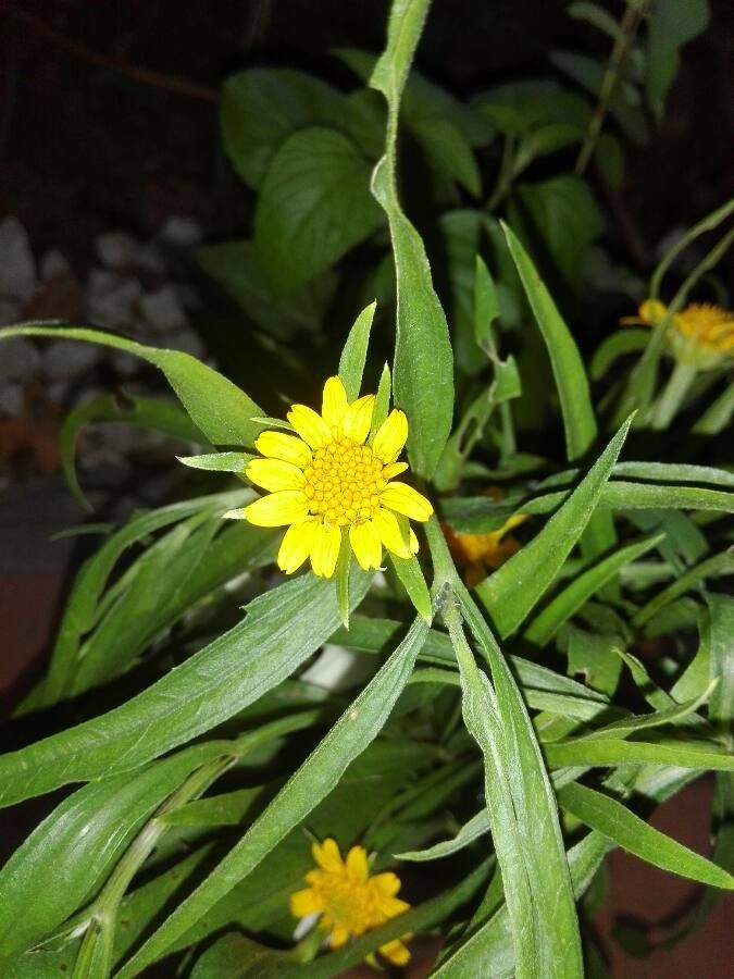 Lasthenia minor flower