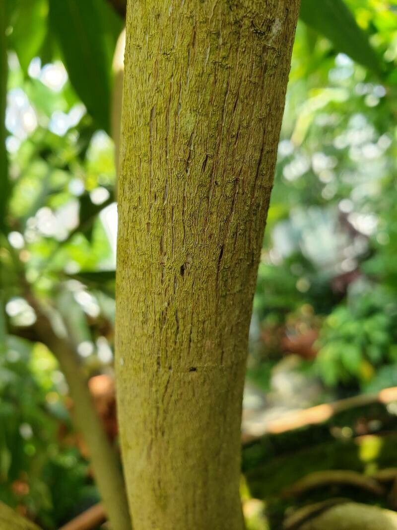 Elaeocarpus grandiflorus bark