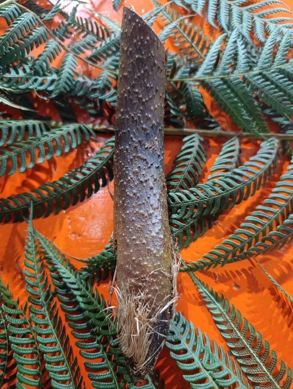Cyathea poeppigii — houseplant care guide