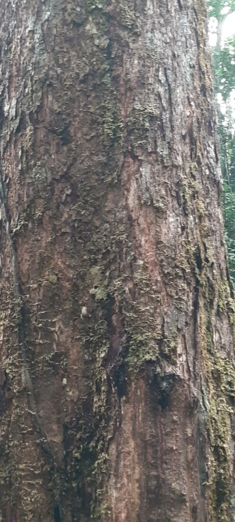 Sacoglottis gabonensis — related species from the same genus