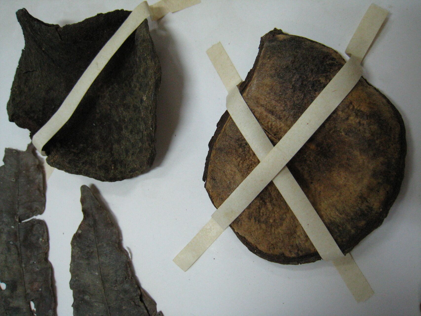 Aspidosperma oblongum — houseplant care guide