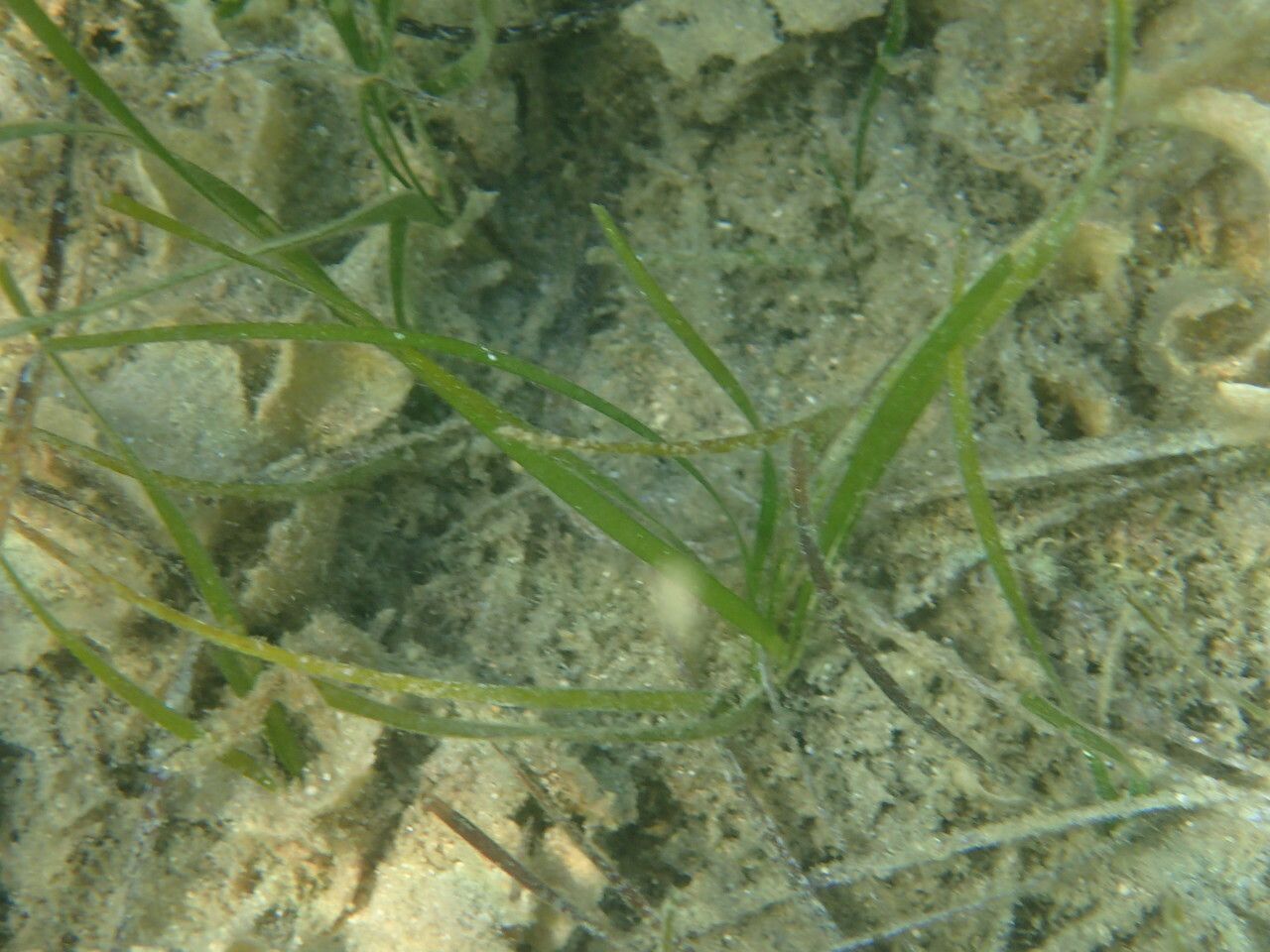 Cymodocea nodosa leaf