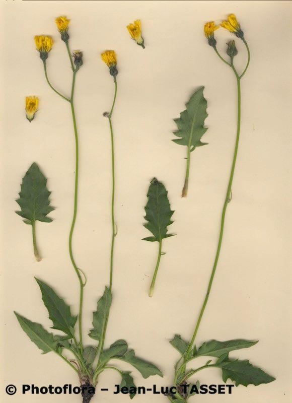 Hieracium taraxaciforme — houseplant care guide