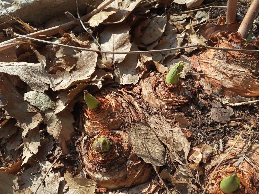 Drimia pancration flower