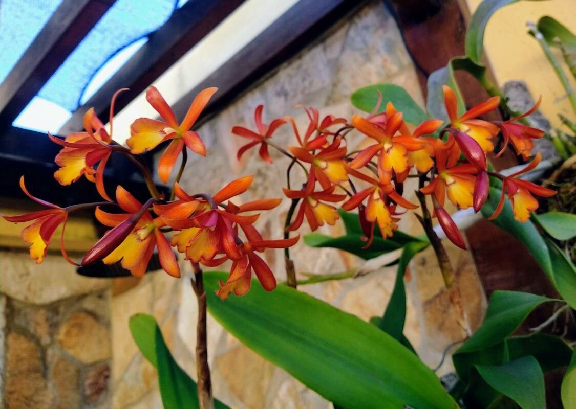 Scaphyglottis bidentata flower