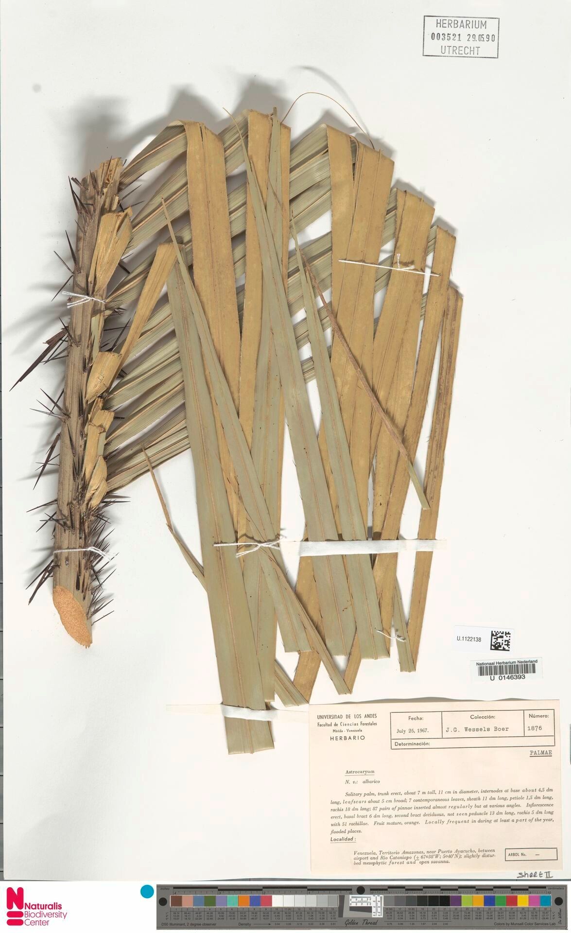 Astrocaryum jauari fruit