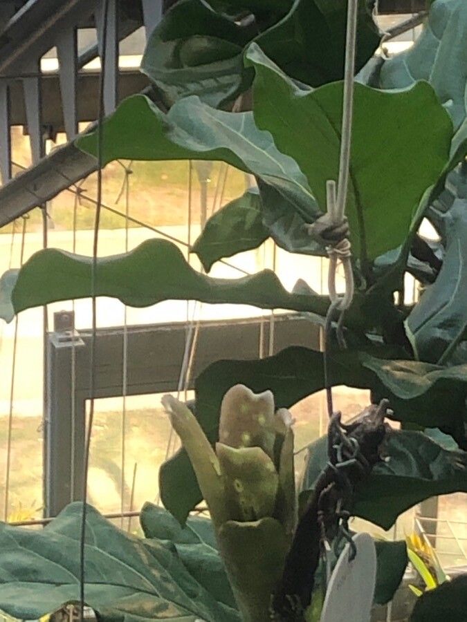 Billbergia macrocalyx — search result for 'Billbergia'