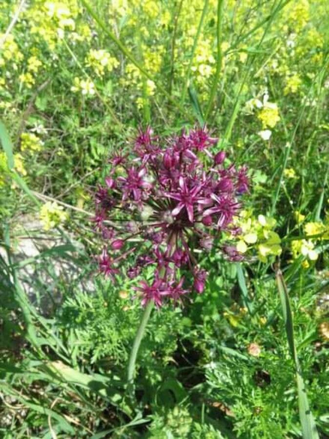 Allium orientale flower