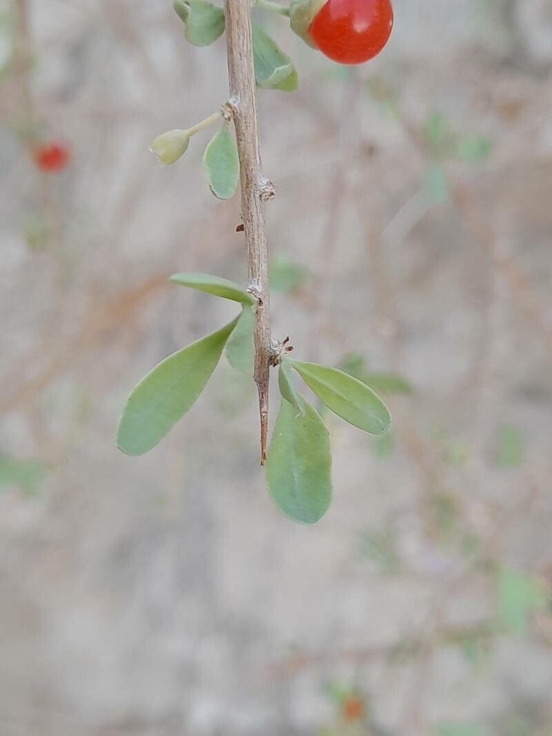 Lycium depressum — search result for 'Lycium'