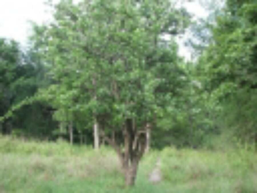 Crateva religiosa habit