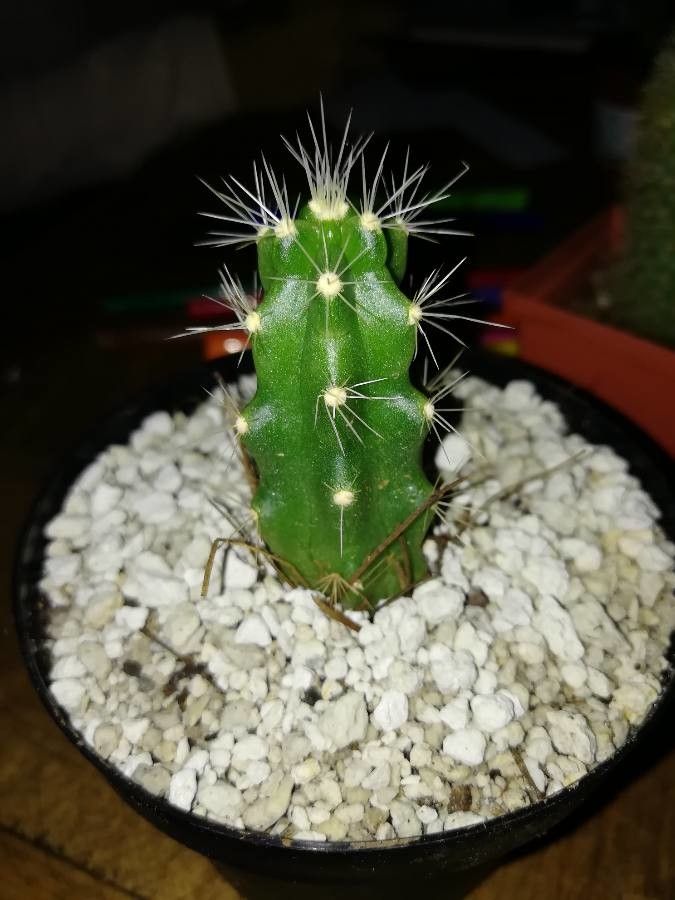Echinocereus cinerascens bark