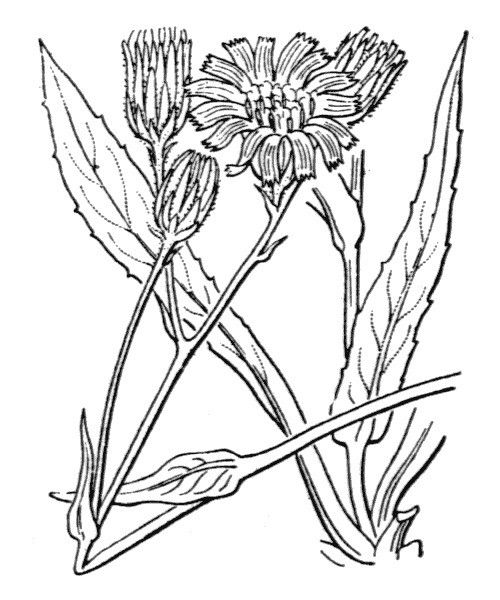 Hieracium falcatum — houseplant care guide
