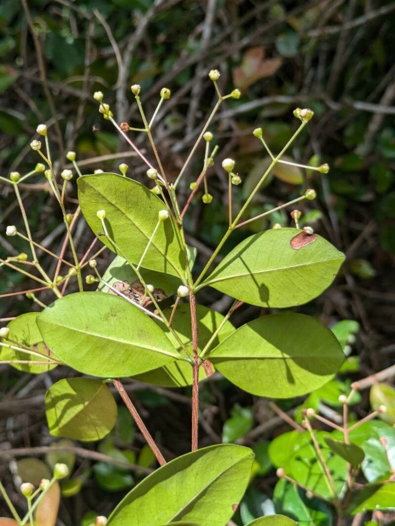 Myrcia guianensis leaf