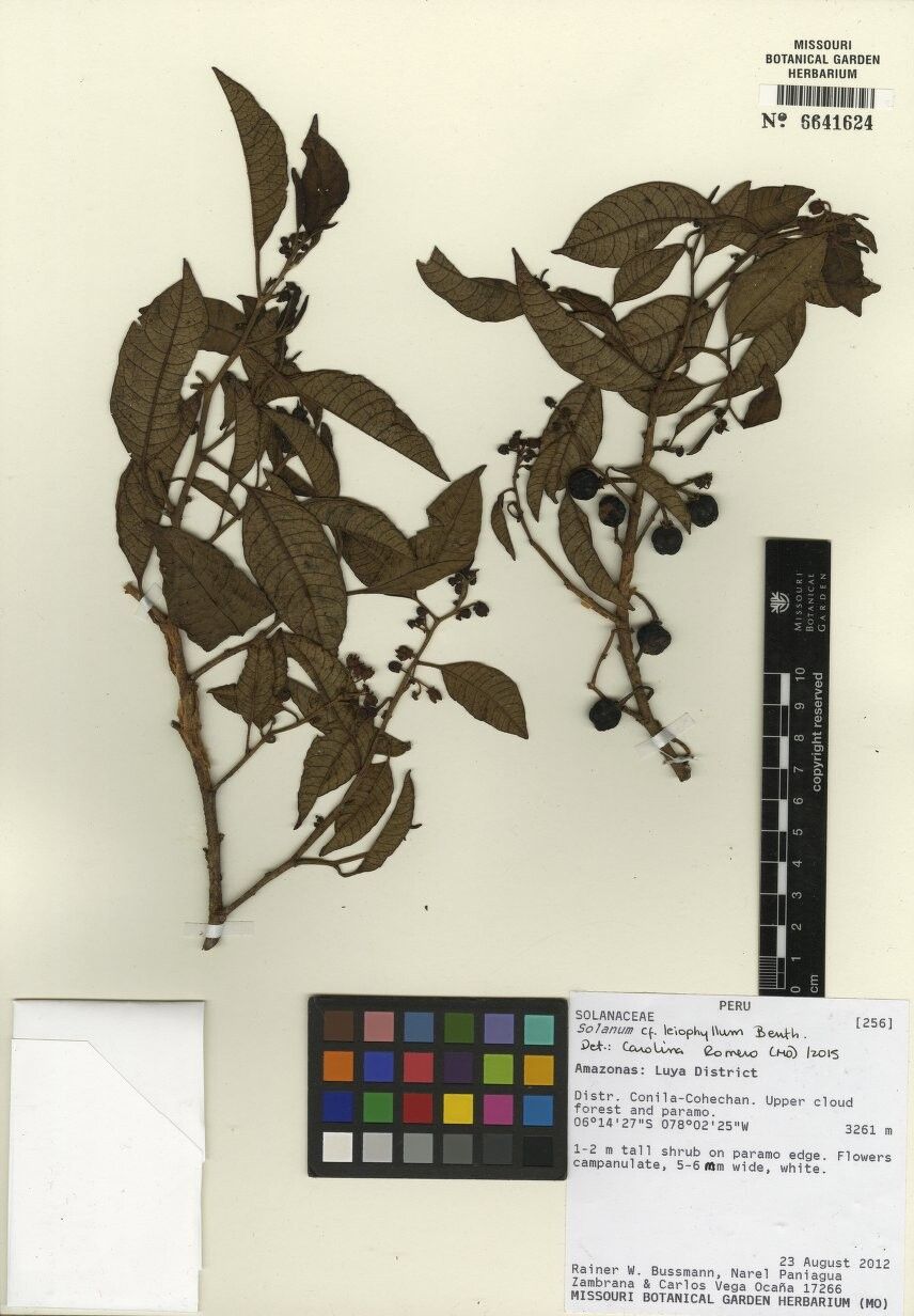 Solanum leiophyllum — search result for 'Leiophyllum'