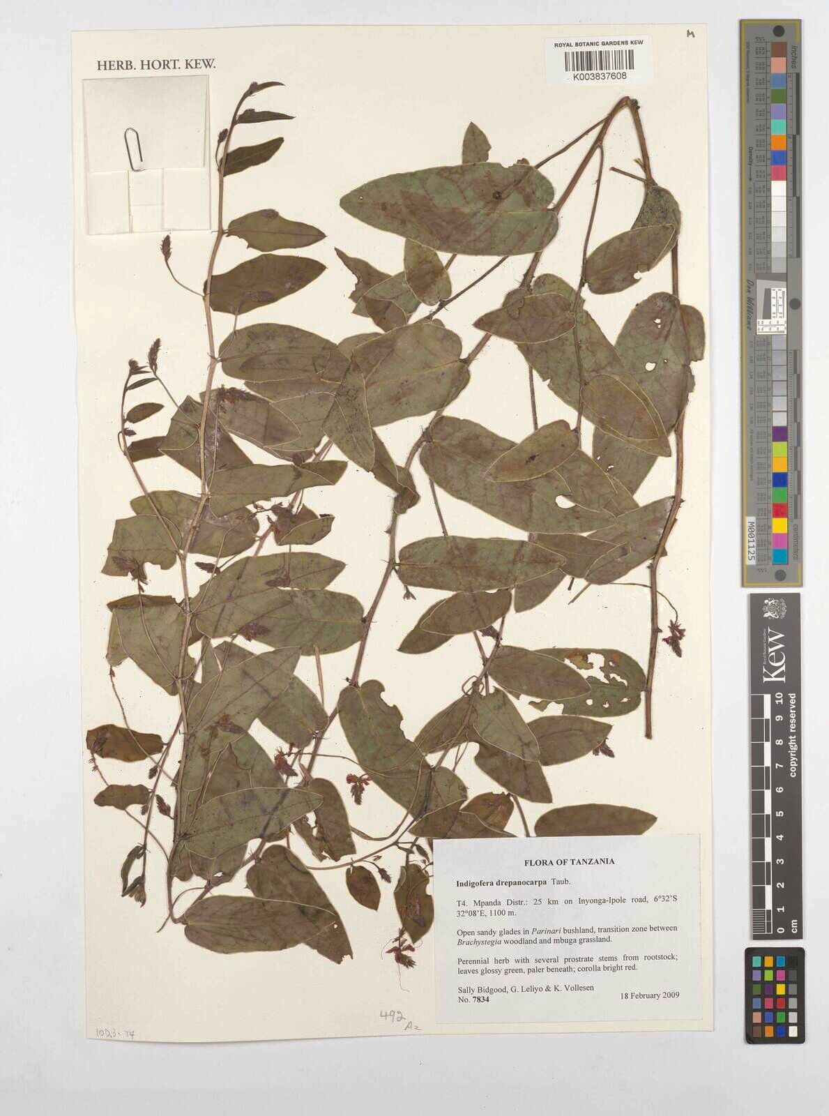 Indigofera drepanocarpa — houseplant care guide