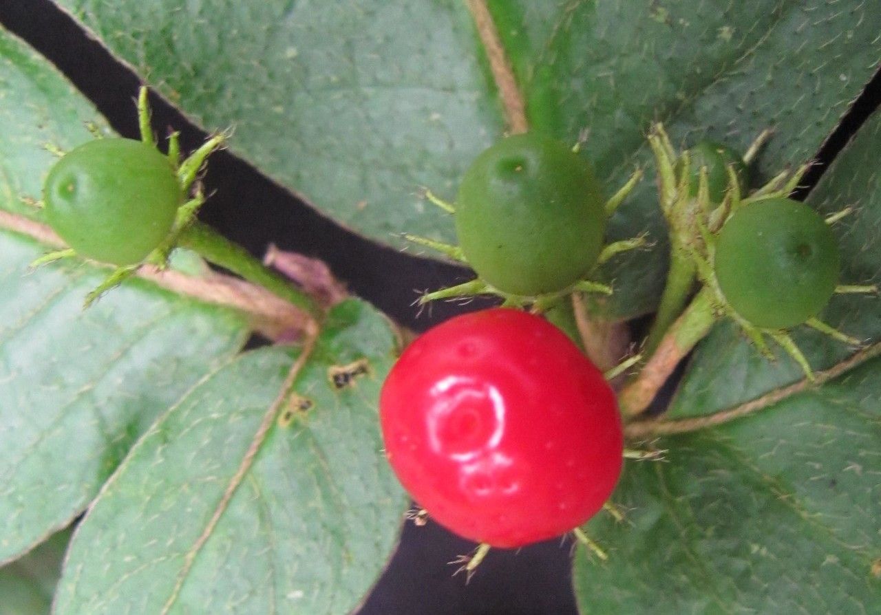 Lycianthes inaequilatera fruit