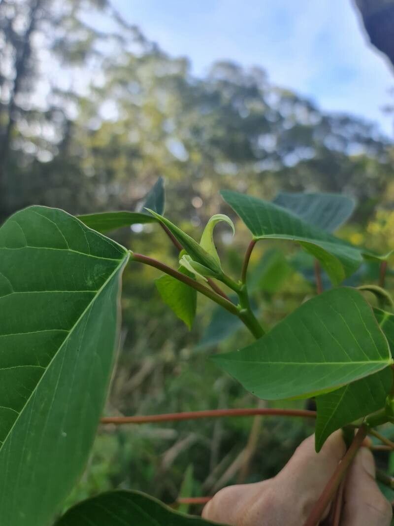 Homalanthus populneus flower