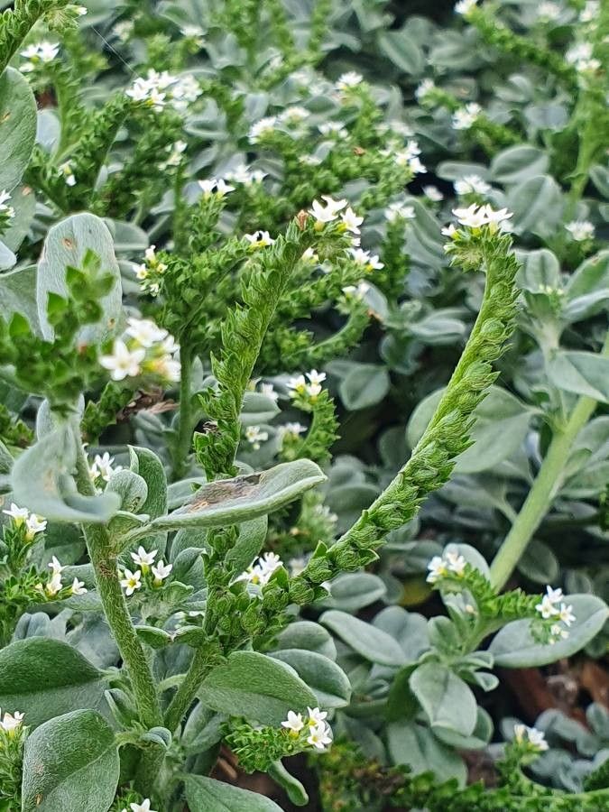 Heliotropium supinum fruit