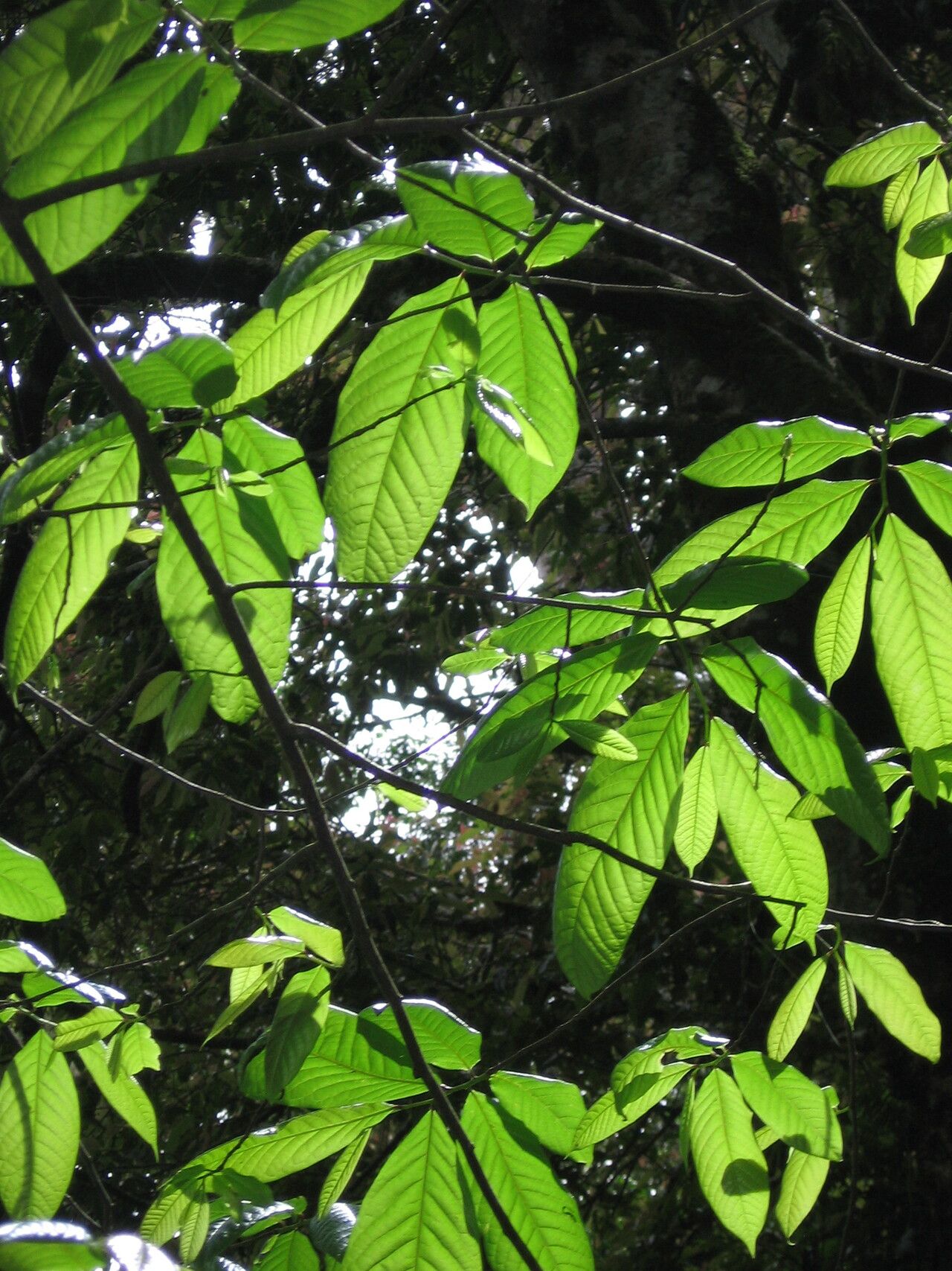 Monodora globiflora — related species from the same genus