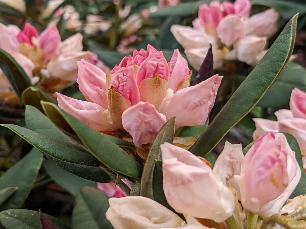 Rhododendron roxieanum flower