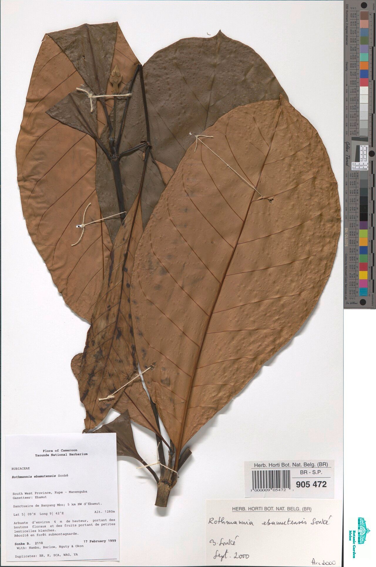 Rothmannia ebamutensis — related species from the same genus