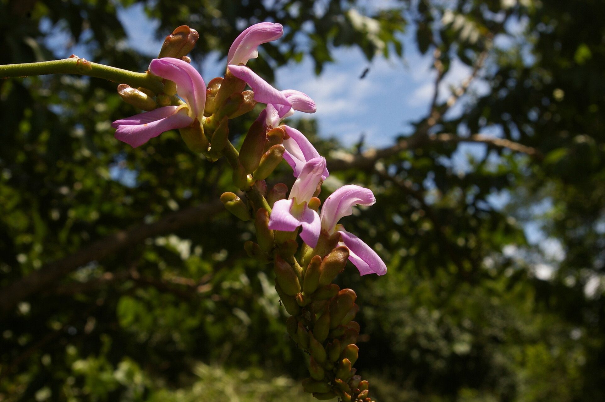 Canavalia africana — related species from the same genus