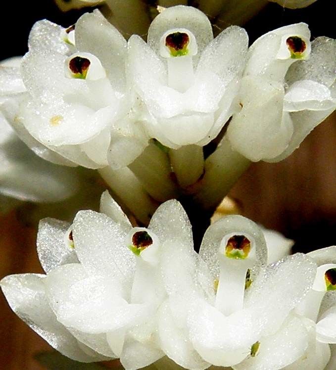 Earina valida — related species from the same genus