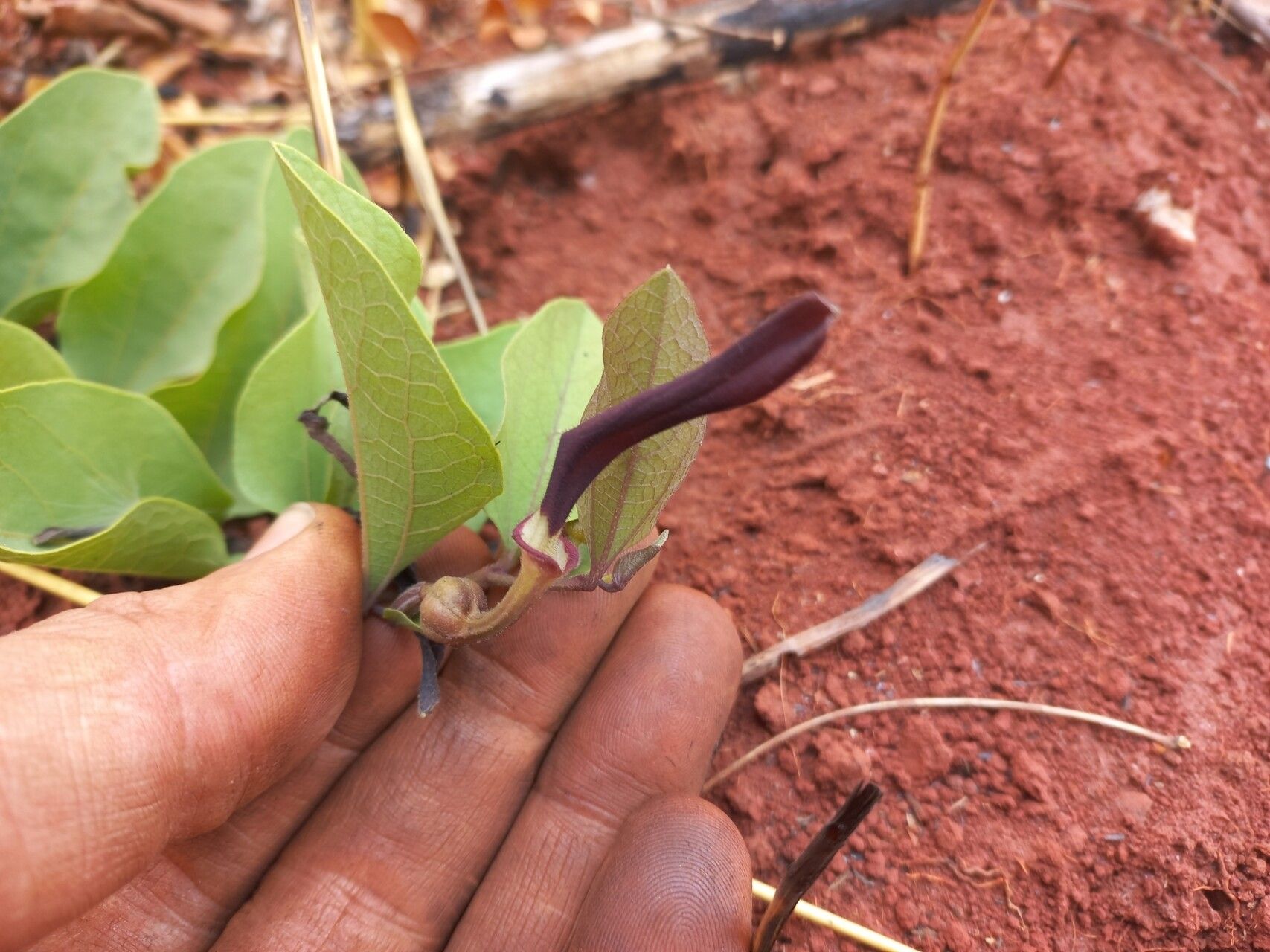 Aristolochia heppii flower