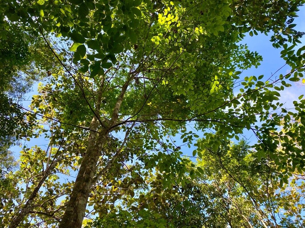 Platymiscium curuense habit