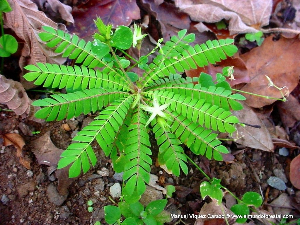 Biophytum dendroides — search result for 'Biophytum'