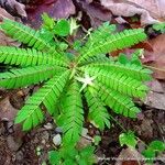 Biophytum dendroides