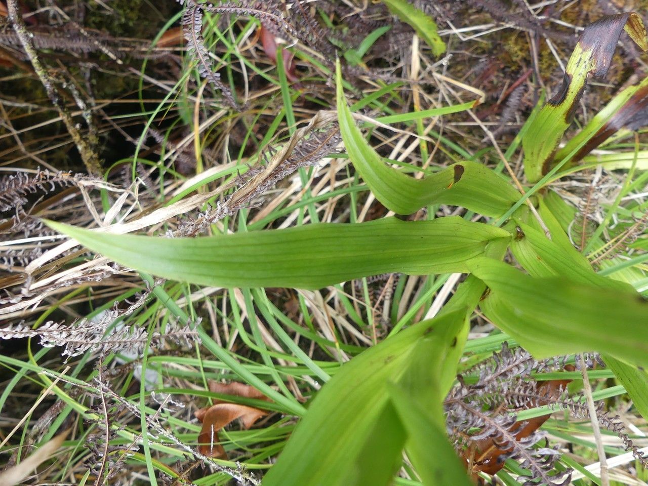 Habenaria praealta leaf