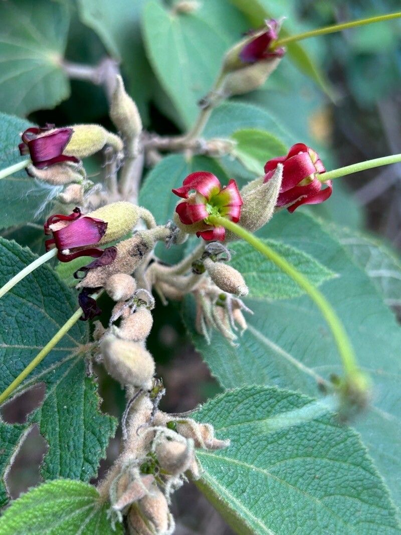 Helicteres ovata — houseplant care guide