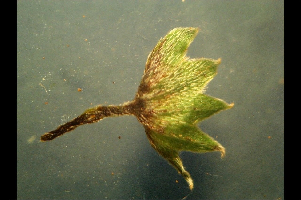 Myosotis martini fruit