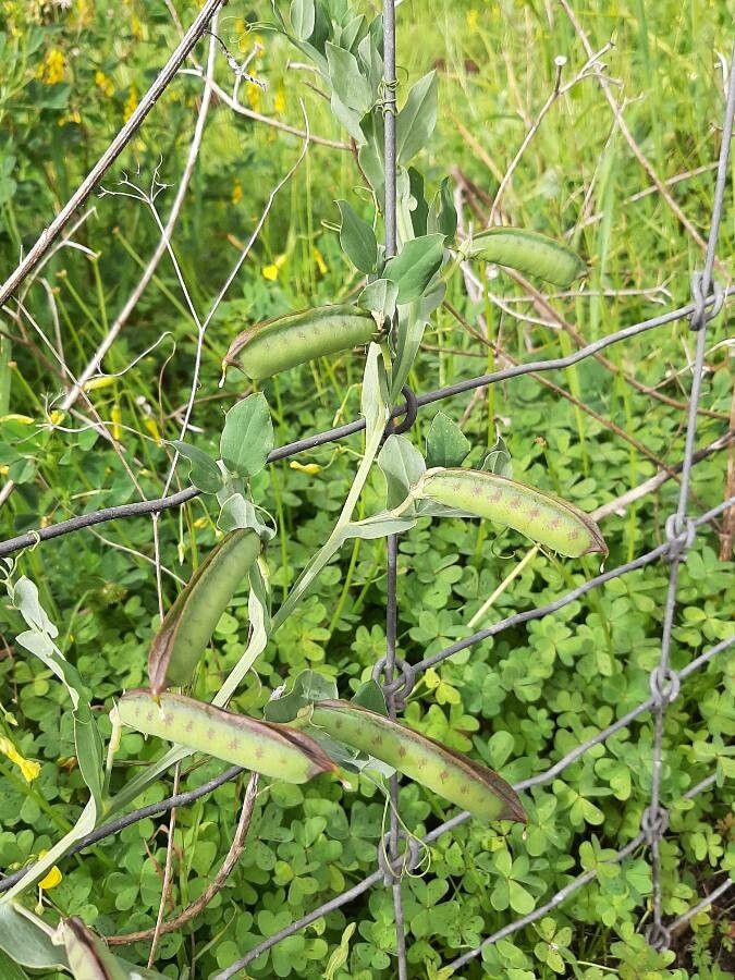 Lathyrus ochrus fruit