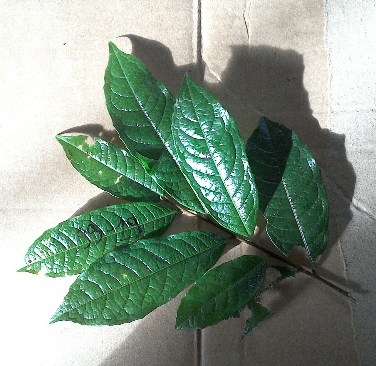 Helicostylis tomentosa — search result for 'Guyana'