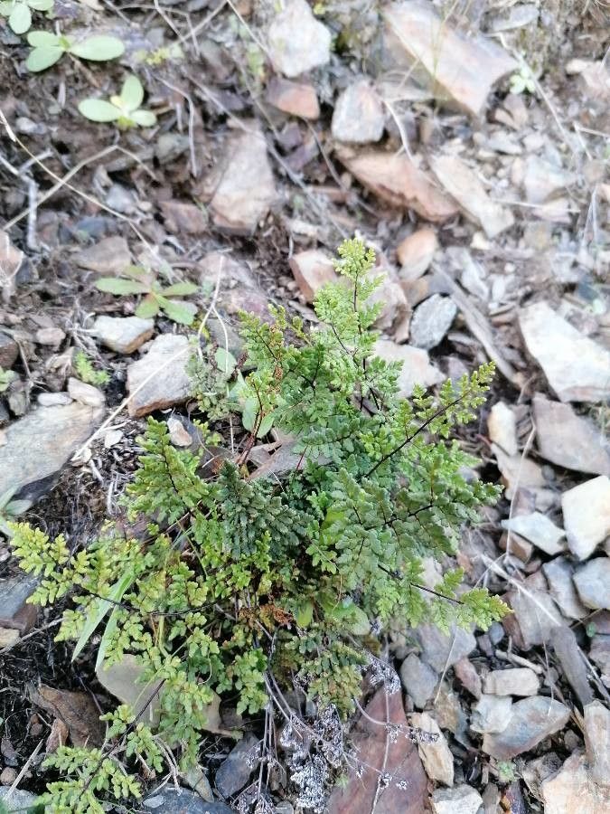 Allosorus hispanicus habit
