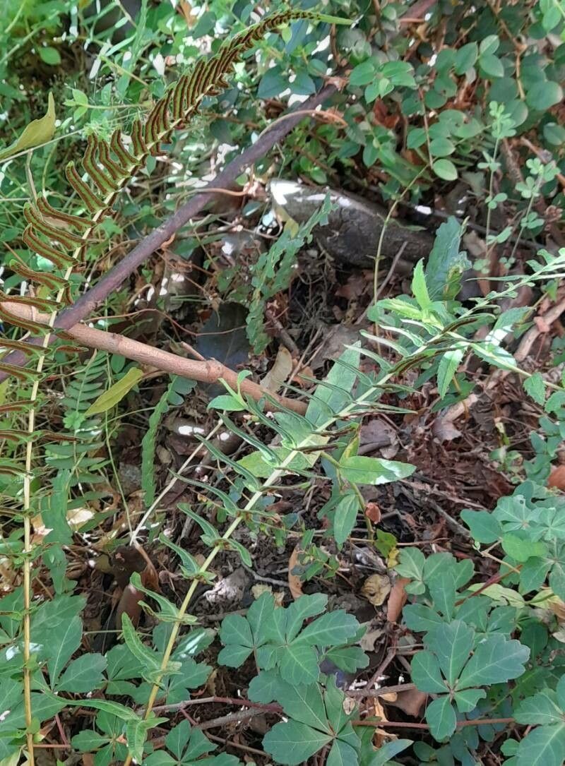 Blechnum hastatum habit