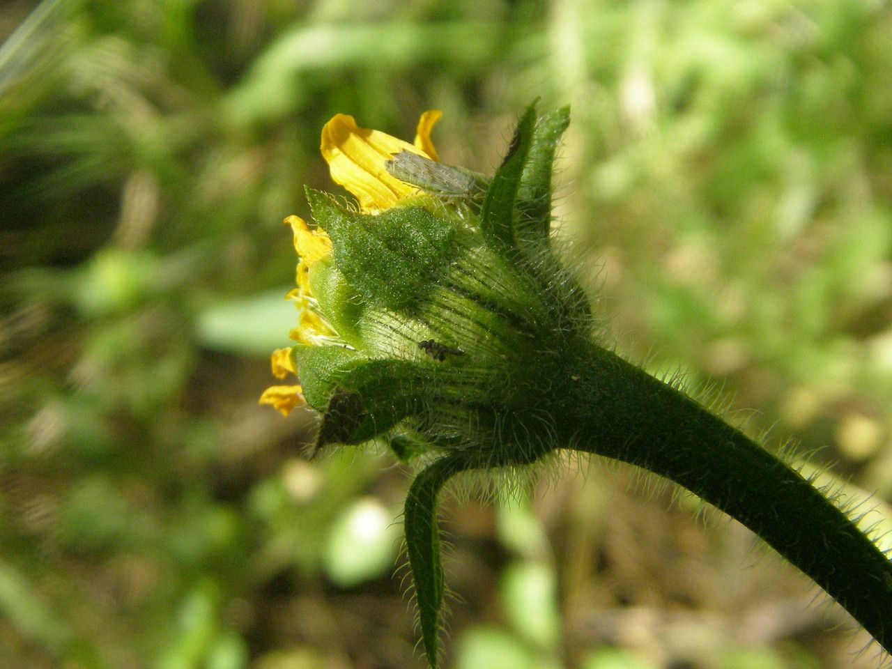 Tithonia thurberi flower