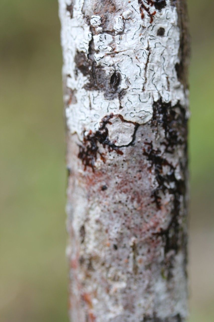 Gaertnera rotundifolia bark