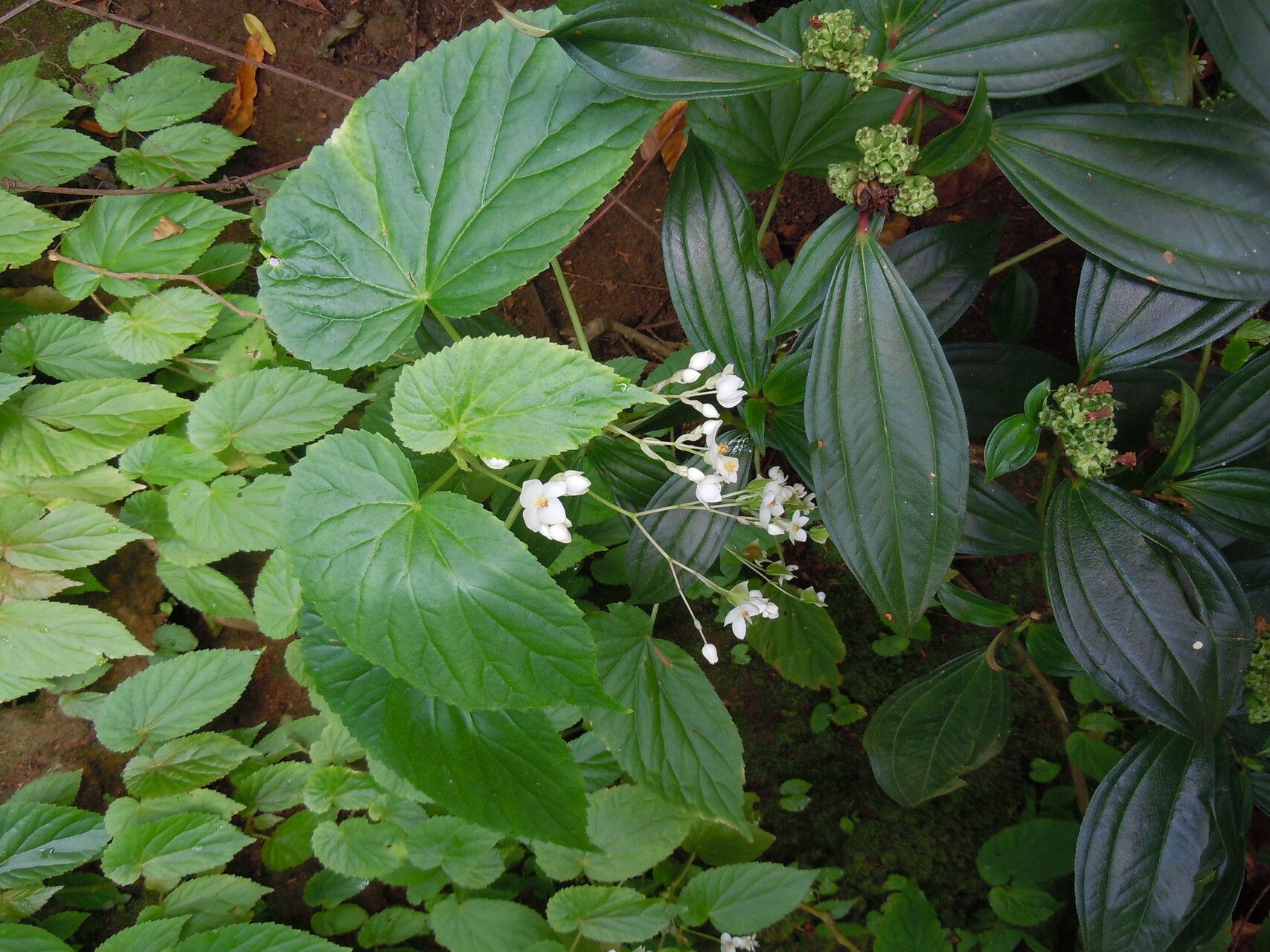 Begonia annobonensis habit