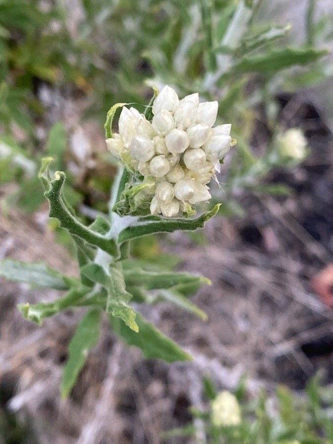 Pseudognaphalium biolettii flower