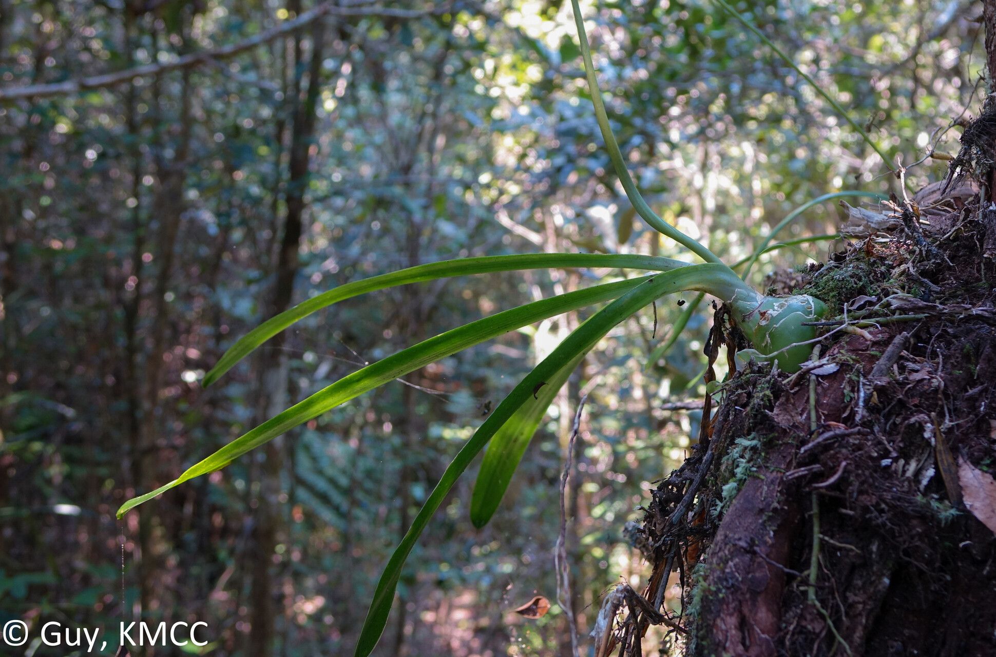 Drimia urgineoides habit