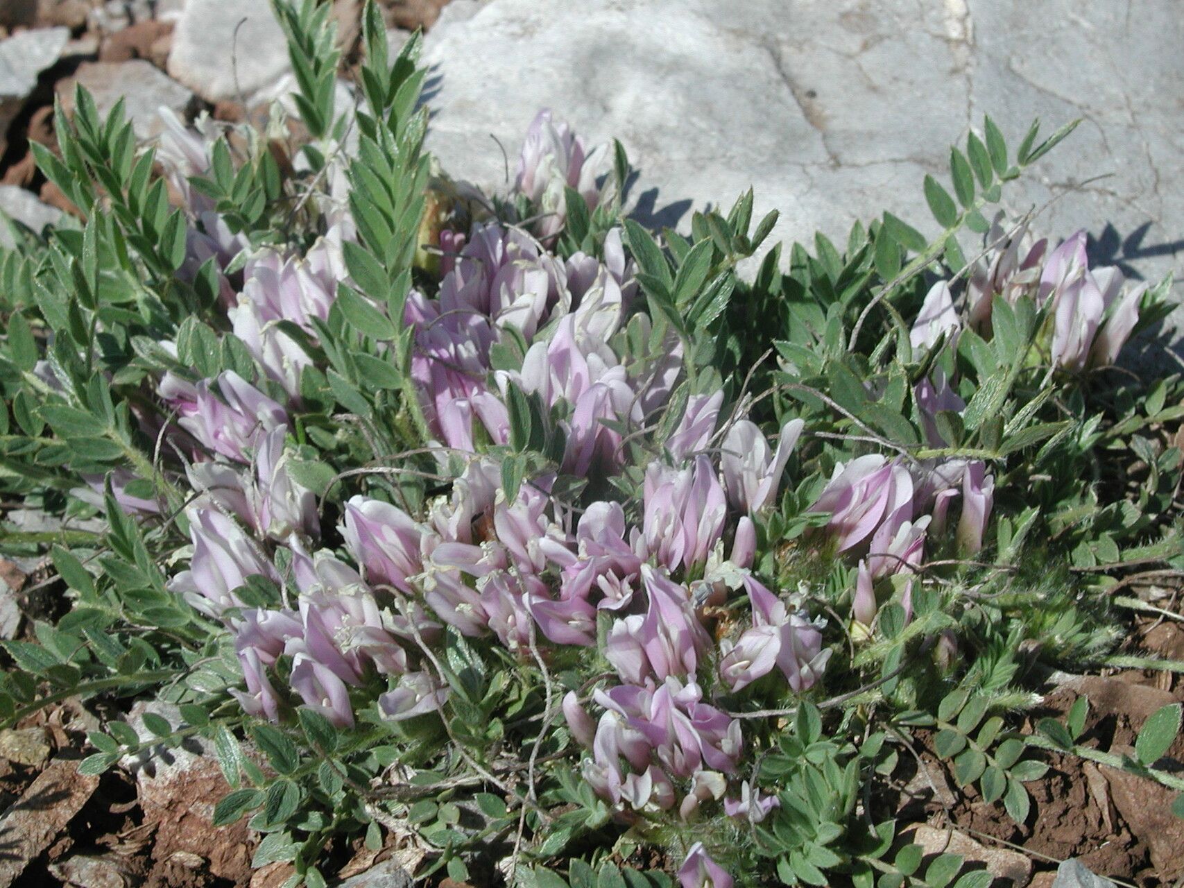 Astragalus wilmottianus flower