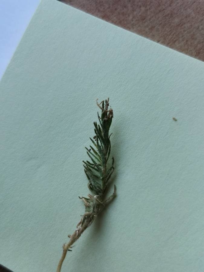 Linaria arenaria — search result for 'Linaria'