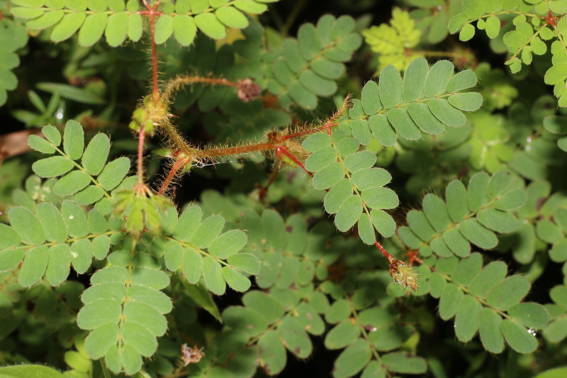 Mimosa skinneri leaf