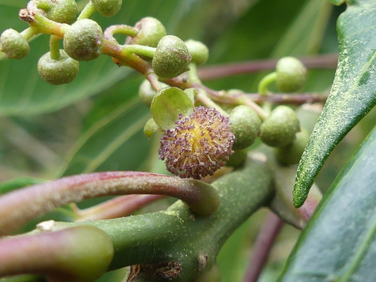 Cordemoya integrifolia flower